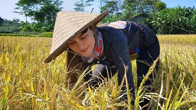 Eksportir Terbesar Berlakukan Larangan Ekspor, Harga Beras Dunia Menukik 9,8%