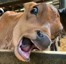 Ulala! Tingkat Konsumsi Daging Sapi di Indonesia Baru 2,66 Kg per Kapita per Tahun