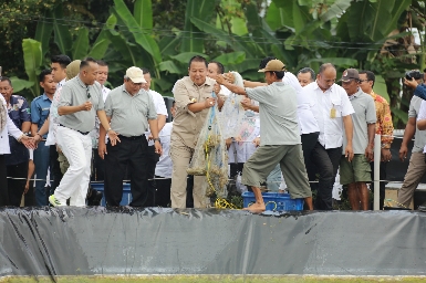 Gubernur Arinal Panen Perdana Udang Vaname Air Tawar