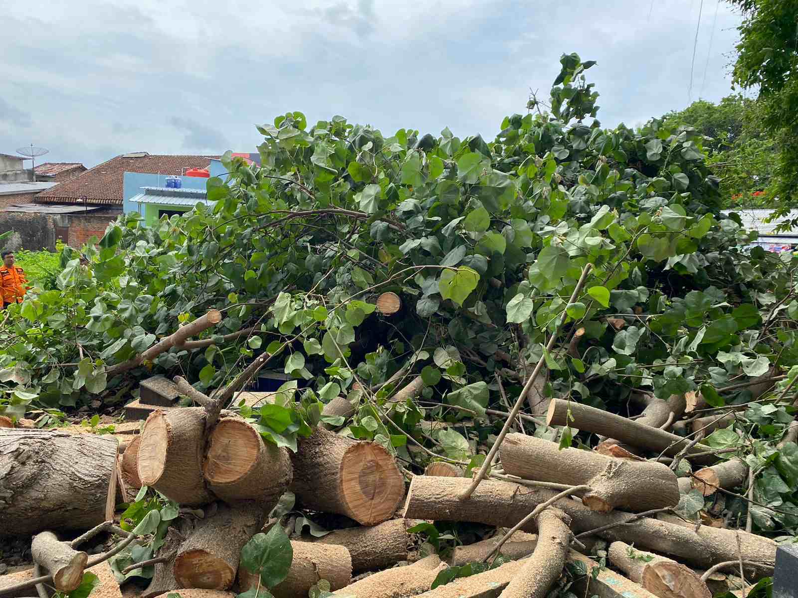 Wakhidi: Pembersihan Pohon Tumbang Merupakan Bukti Jika Pemerintah Bandar Lampung Hadir