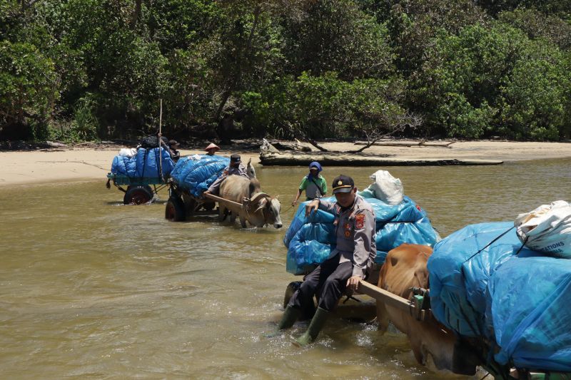 Polisi Bantu Pendistribusian Logistik Pemilu Gunakan Gerobak Sapi Susuri Laut Hingga Terjebak di Jalan Lumpur