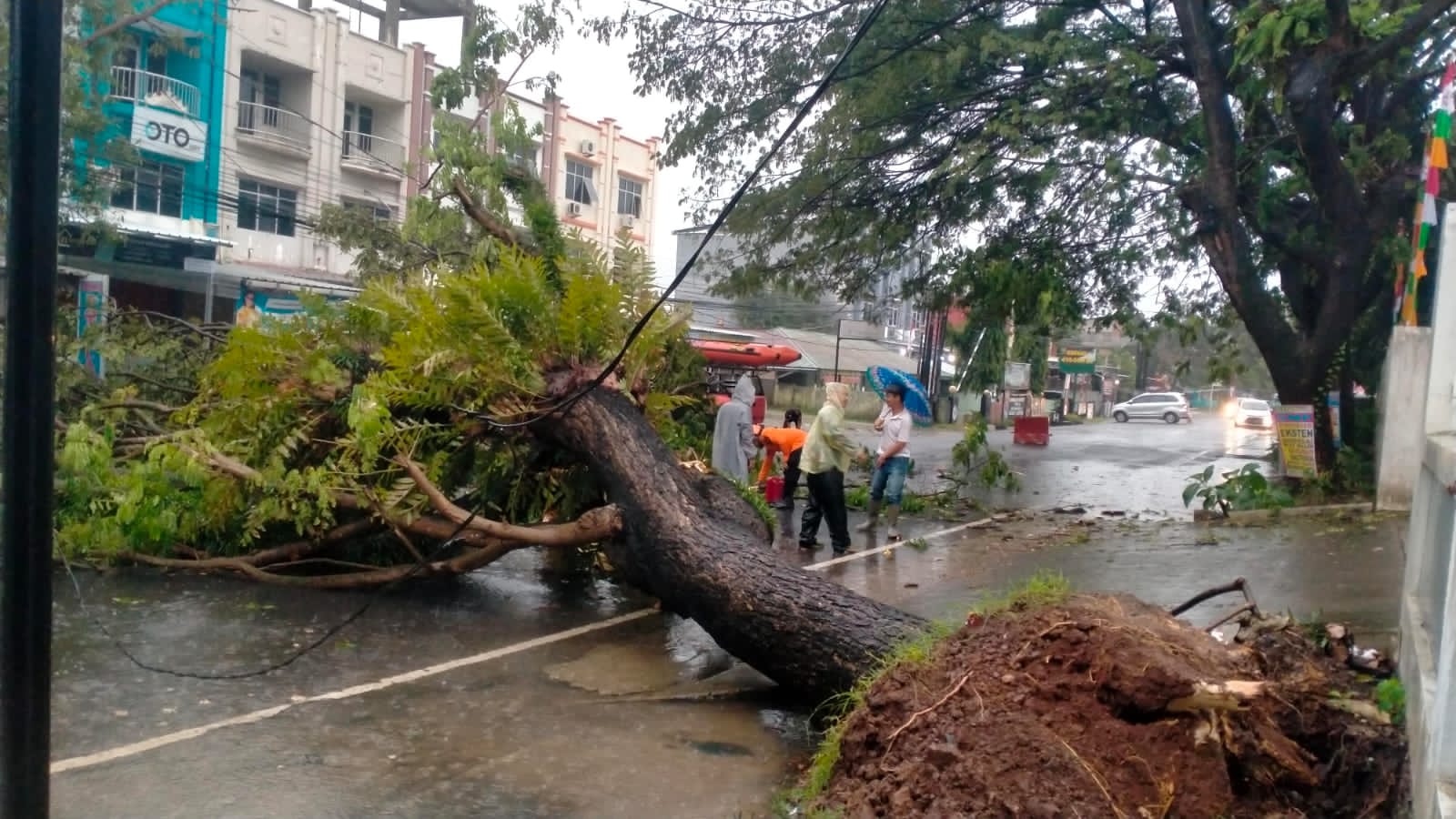 Pohon Tumbang Tutup Akses Jalan Utama Depan Bawaslu Lampung, Listrik Padam