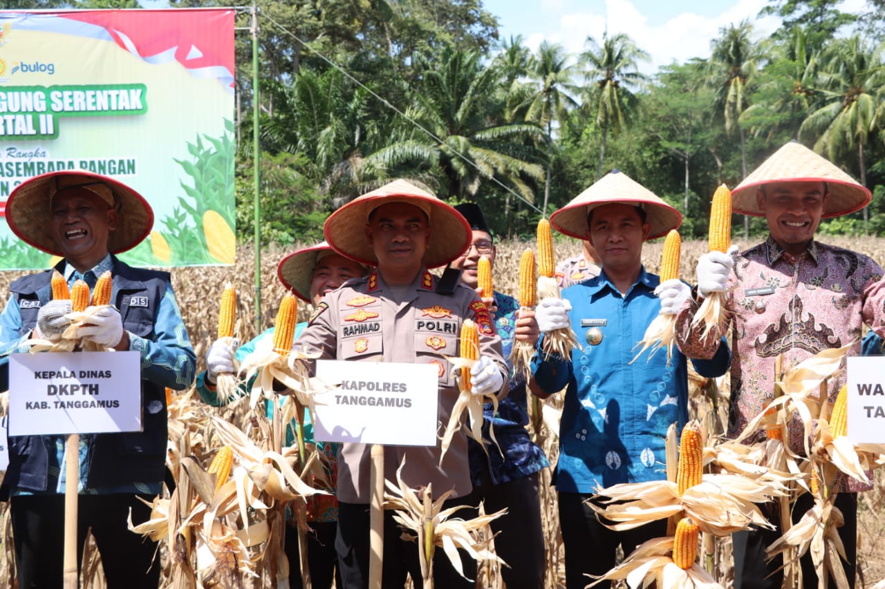Panen Raya Jagung Serentak Kuartal II Sukses Digelar di Tanggamus, Hasil Melampaui Target