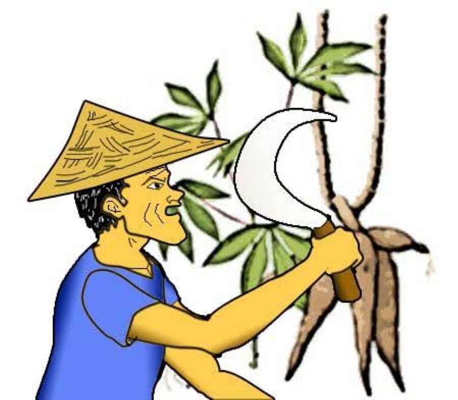 Permintaan Global Anjlok, Harga Singkong Lampung Merosot Drastis