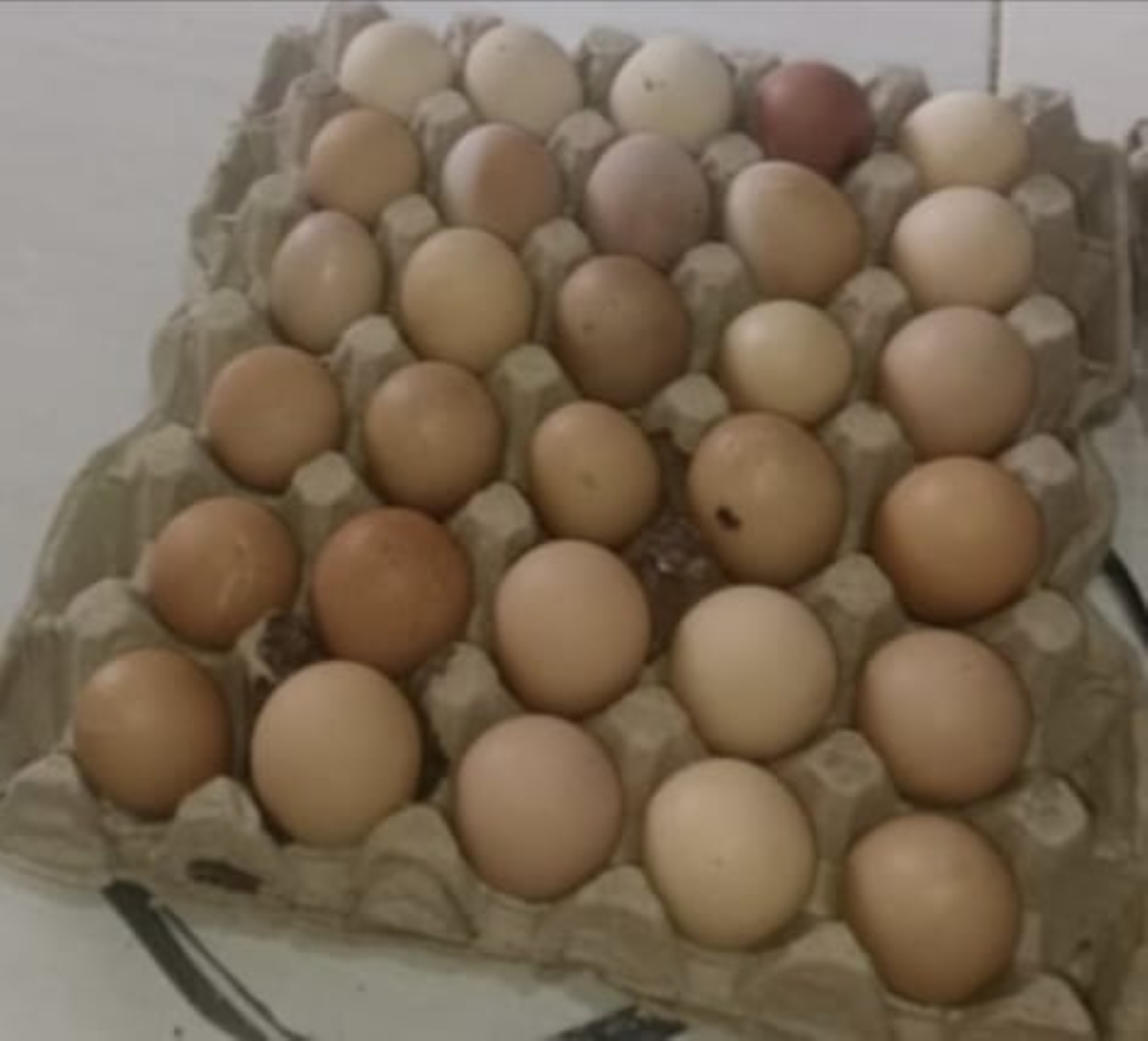 Harga Telur di Bandar Lampung Naik, Dinas Ketahanan Pangan: Masih Wajar